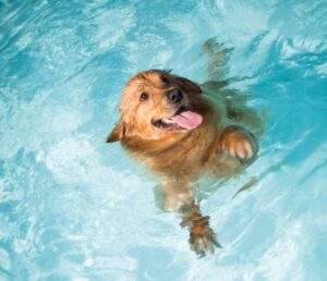 hund i pool